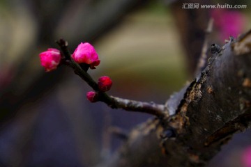 梅花 花卉 花朵 枝条 开放