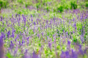 薰衣草花田