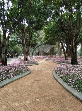 凤仙花 树盘 春季花卉 年花