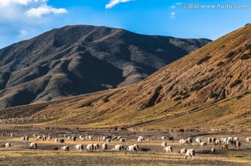 青藏高原牧场