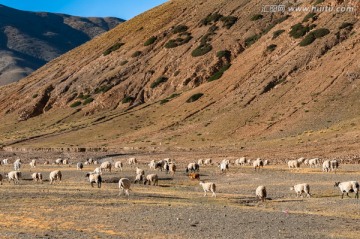 青藏高原牧场