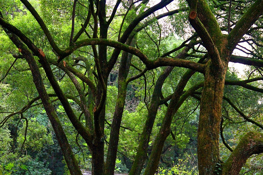 长沙 岳麓山景区 古树