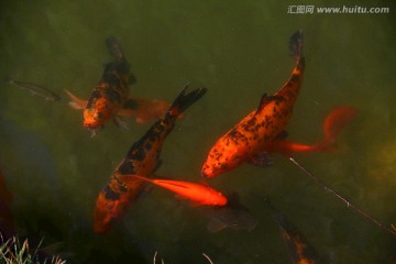 池塘 锦鲤 金鱼