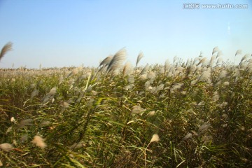 洞庭湖 芦苇