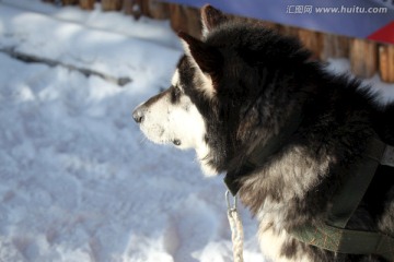 雪橇犬 狗