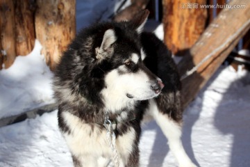 雪橇犬 狗 宠物