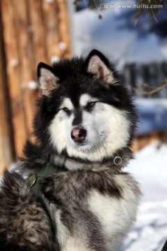 雪橇犬 狗