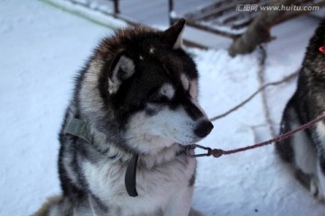 雪橇犬 狗 宠物 哈士奇 名犬