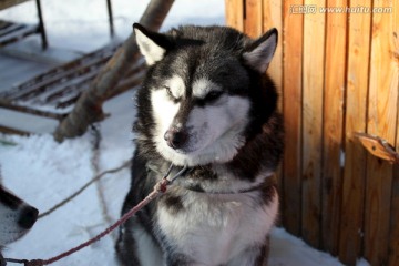 雪橇犬 狗 宠物 哈士奇 名犬