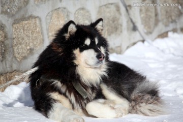 雪橇犬 狗 宠物 哈士奇 名犬