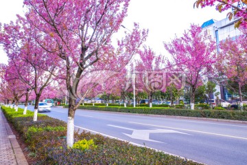 樱花大路