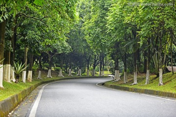 绿化 道路绿化