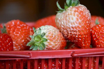 新摘草莓 水果