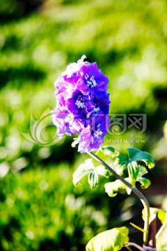 野花 紫色花