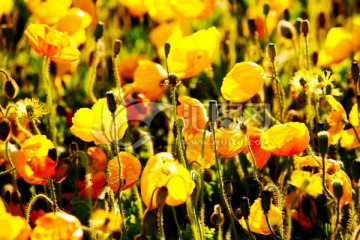 花丛 野花 鲜花 花海