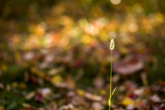 狗尾草