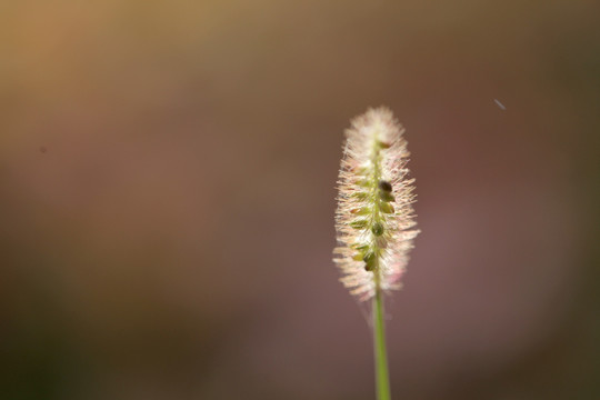 狗尾草