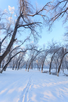 冬雪