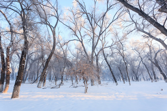 冬雪