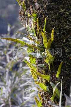 原始森林 苔藓 寄生物 树干