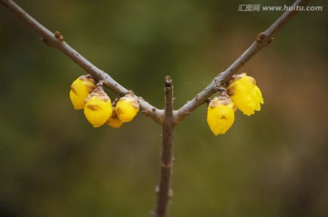 腊梅花