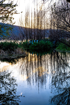 水杉树