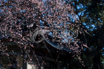 蓝天下古建屋顶与老树梅花