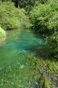 九寨沟山水沼泽湿地水草