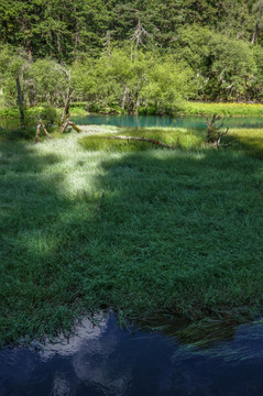 九寨沟森林湿地湖泊