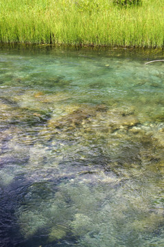 九寨沟山水沼泽湿地水草