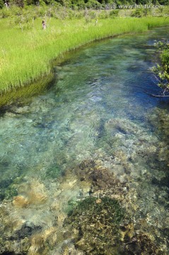 九寨沟森林湿地林间小溪河流泉水