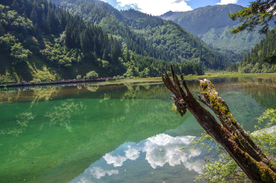 九寨沟森林湿地湖泊