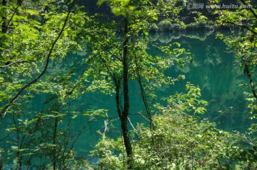 九寨沟森林树木绿树清澈湖泊