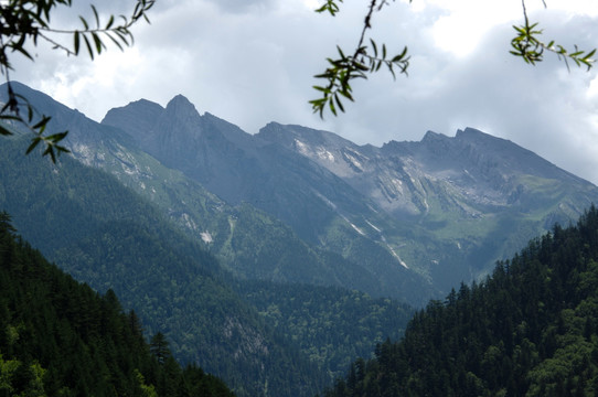 九寨沟高山森林植被