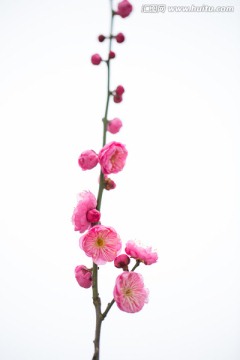 梅花
