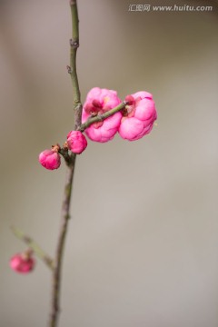 梅花