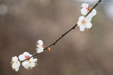 梅花