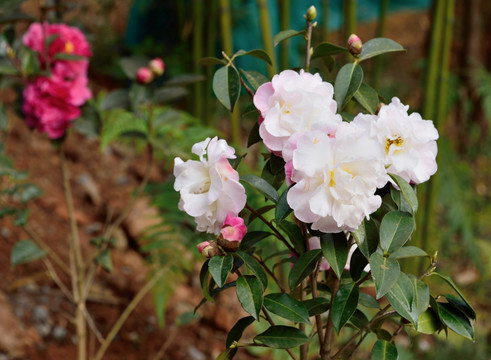 山茶花