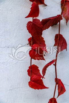 白色墙壁红色爬山虎 藤 植物