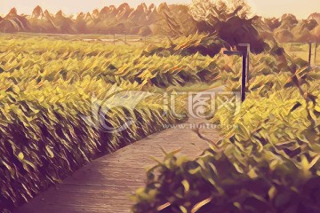 草叢小道水彩畫