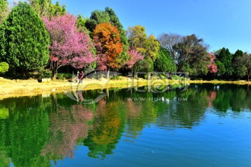 蝴蝶泉 樱花