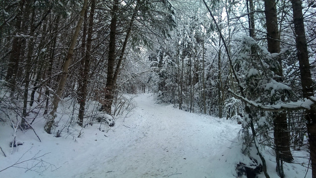 下雪的树林