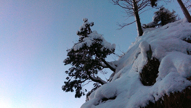 雪松   松树