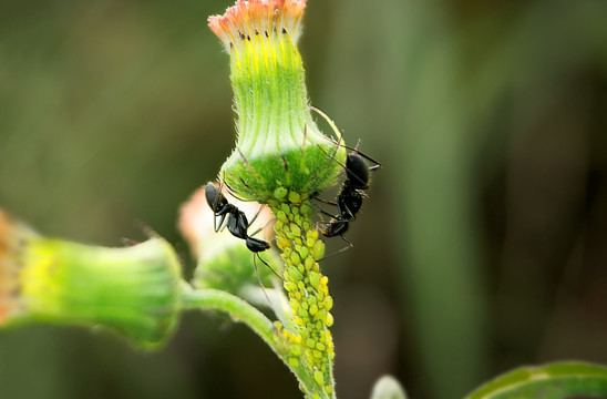 黑蚁与蚜虫