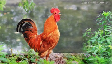 大公鸡 鸡年