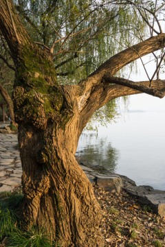 湖边大树 盘根错节