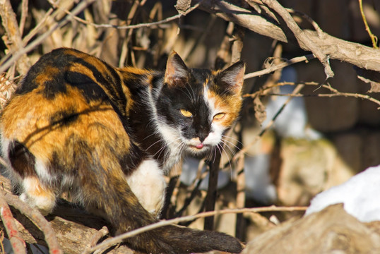 小花猫