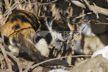 阴阳脸猫