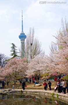 北京樱花盛开的季节