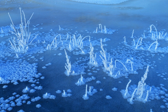 冰河草叶霜花